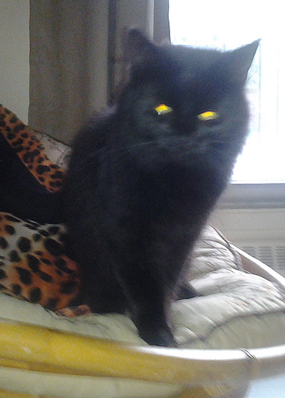 Found blk cat at canning&notre dame (1)
