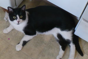 Elvis2