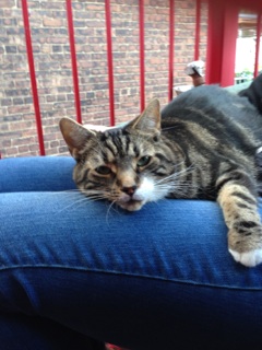 Lost brown & white tabby in ndg (1)