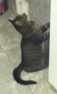 Lost grey tabby in DDO_1
