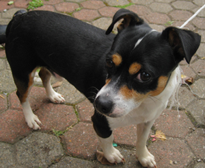 Found mixed breed dog in st leonard