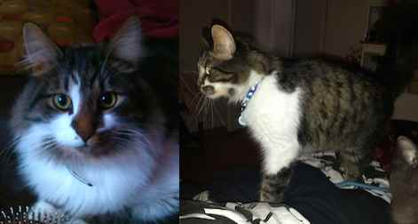 Mr.Moustache