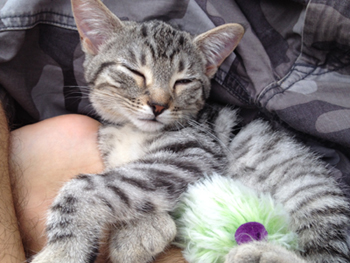 Lost silver tabby kitten in rosemount (2)