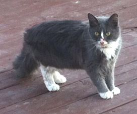 Found grey&white cat in mercier_2