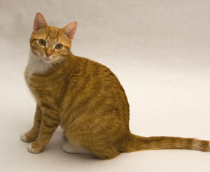 Barney1(cat)