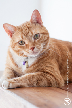 Barney3(cat)