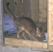Found cat in Laplaine