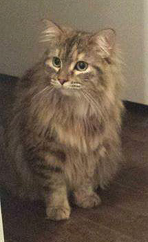 Lost lh tabby in mcgill ghetto