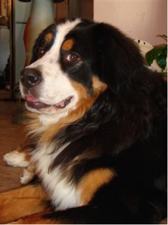 Lost bouvier in st.hubert