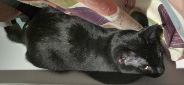 Found blk cat in mille end