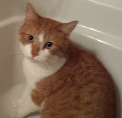 Found_orange&white_cat_in_tetreauville (2)