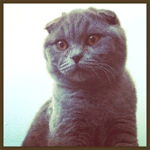 Lost grey cat in Dorval/Pte Claire_2