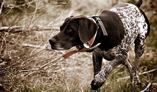 German Shorthaired Pointer Sadie