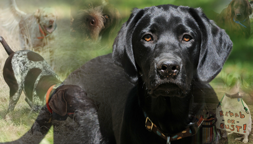 hunting dog rescue near me