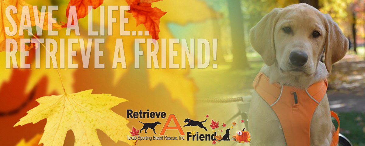 lab rescue groups near me