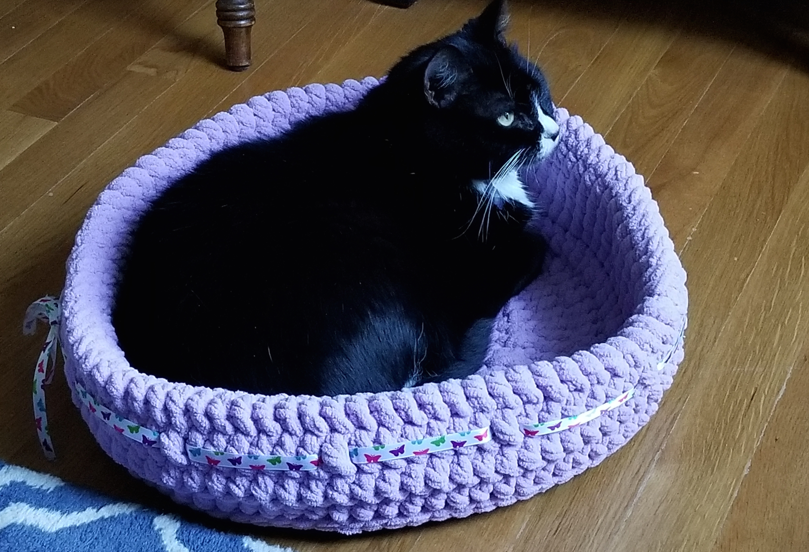 2018 Wilma in cat bed