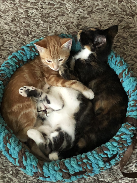 2018 Kittens in cat bed