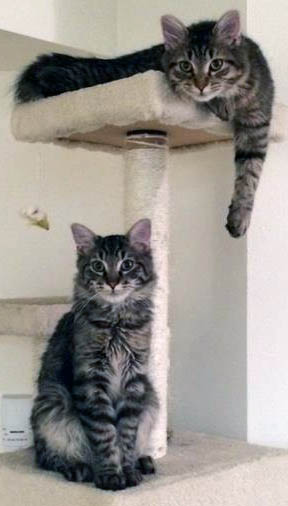 Hatteras and Sanibel