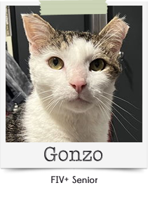ss-gonzo