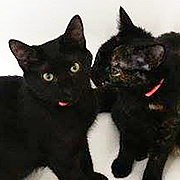 purrever-pixiesunflower