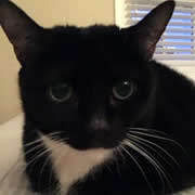 Chessie