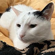 Louie