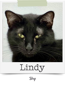 Lindy