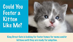 2015-could-you-foster