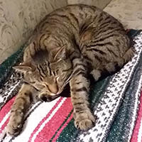 Biskitz