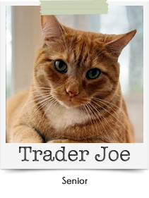 Trader Joe