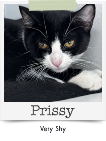 ss-prissy