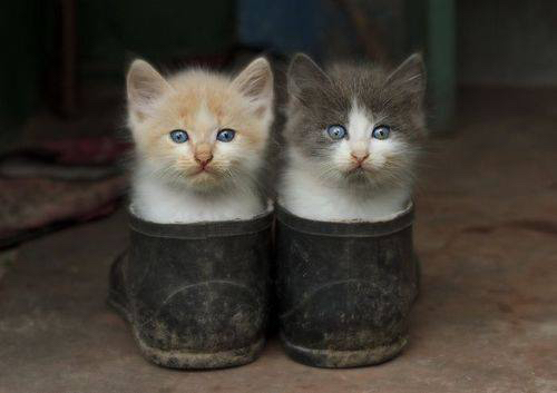 2018 Comfort One Event