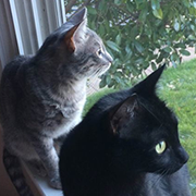 Bridgette &  Thunder (now Sweetie Belle)