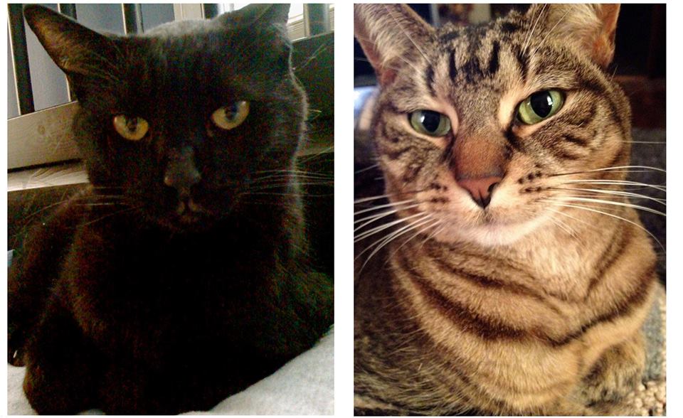 Edgar Houdini & Zelda Nacho