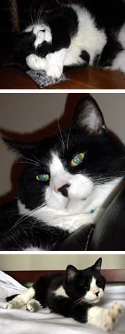 Tuxie Morrison-Ricordati