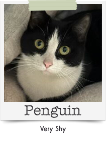 ss-penguin