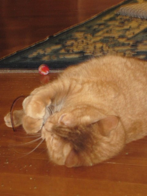 Rosso & Noreana at home