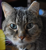 Skipper