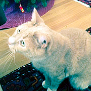 purrever-hobo-orange