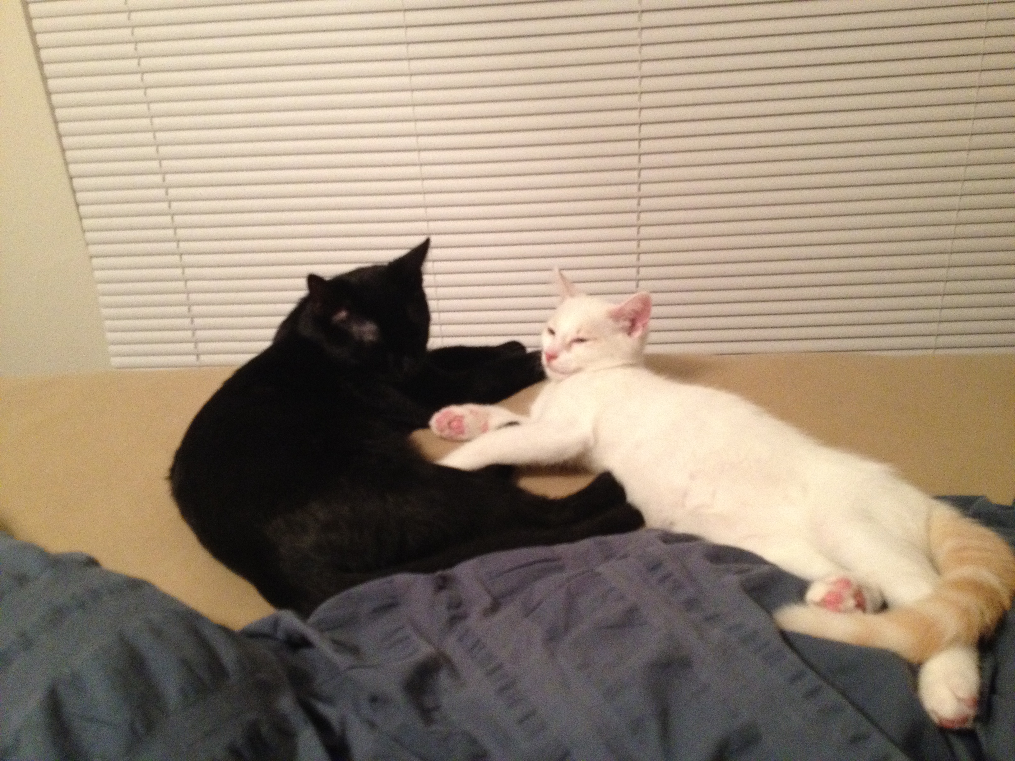 Spok & Kurt