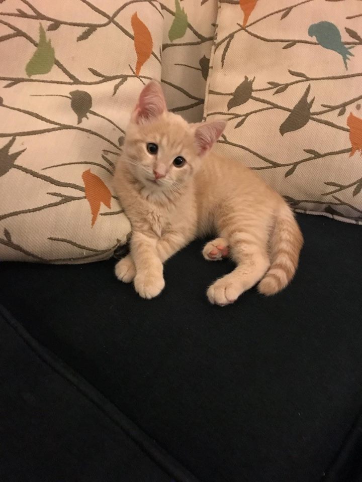 2018edmund now pancake
