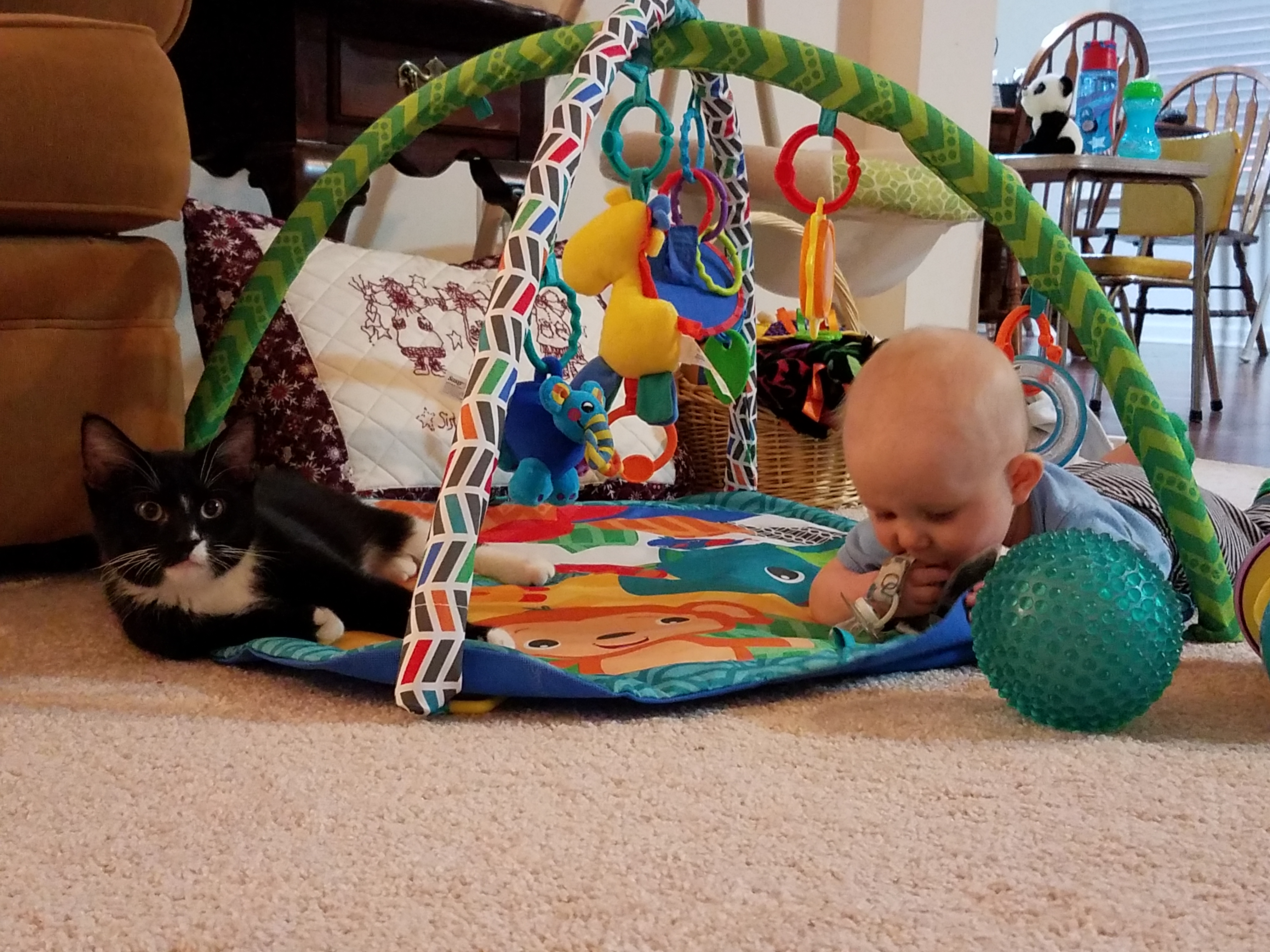 2017 Linus ht