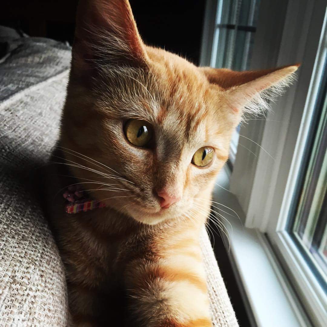 2016 ht meredith