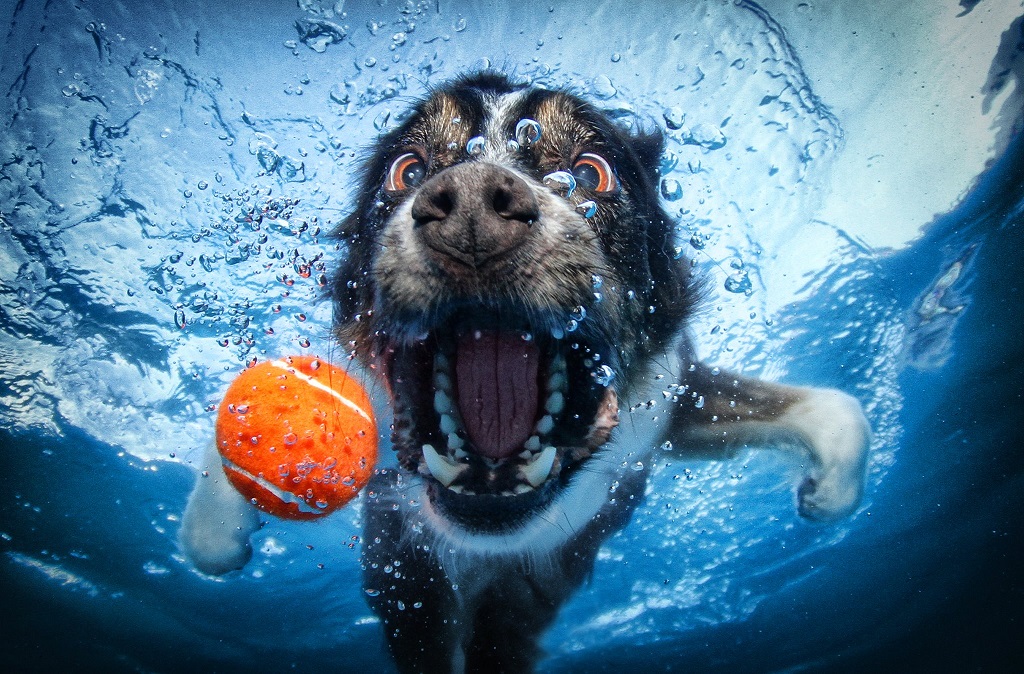 underwater photography with dog