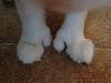 bryce's paws bryce's paws
