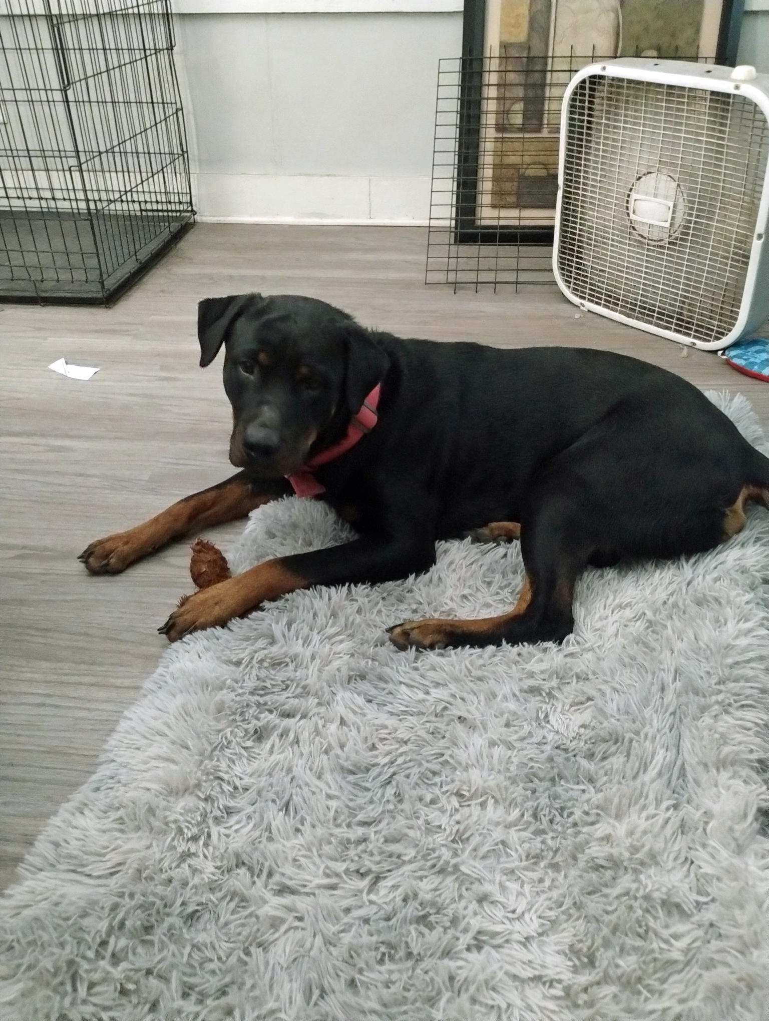 Southern States Rescued Rottweilers