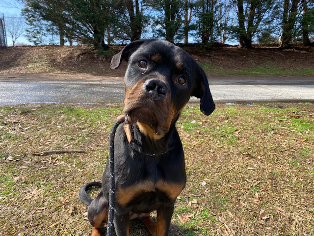 Southern States Rescued Rottweilers