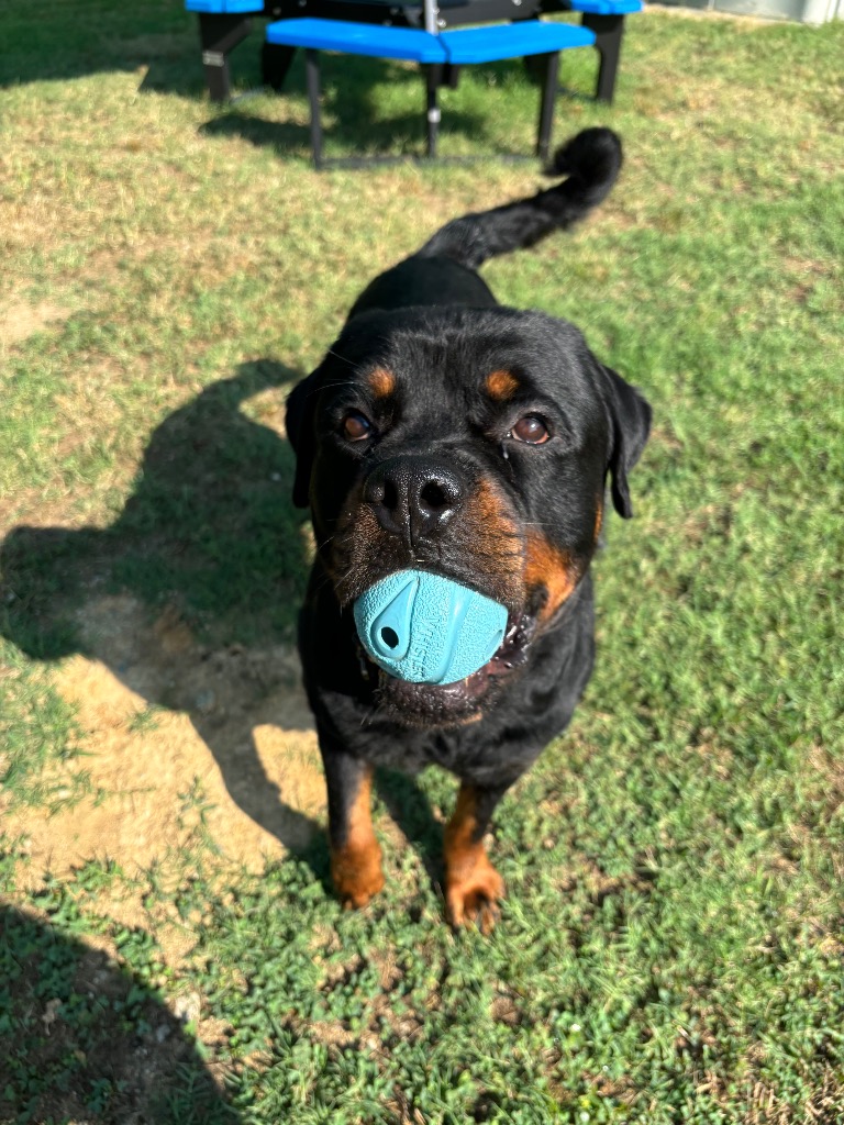 Southern States Rescued Rottweilers