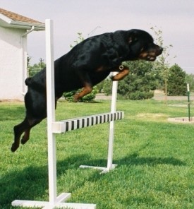 rottie-jump rottie-jump