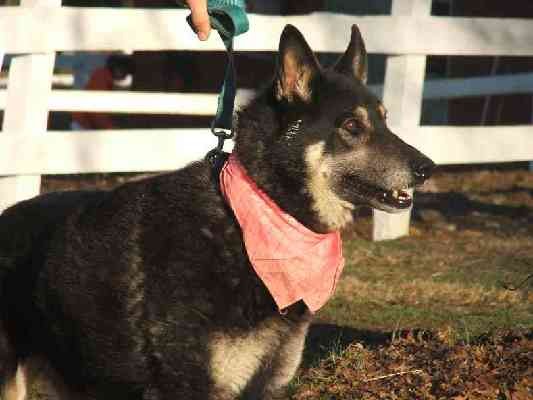 About Promises Animal Rescue